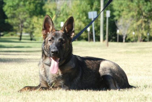 Jax-1
