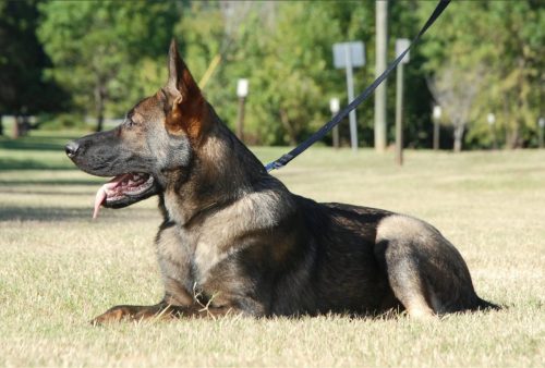 Jax-2