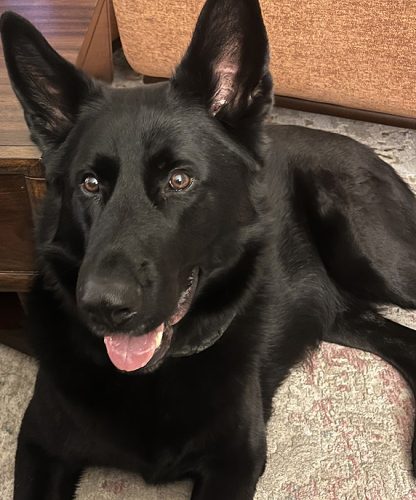 Sir Laszlo-Sir-Laszlo