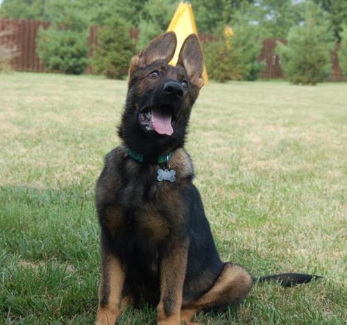 Kriegshund7-17-11-001 (387) 1