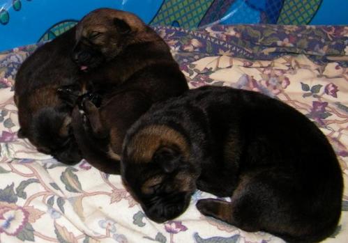 KiahThorn2-18-10-012 1