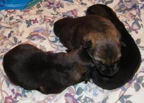 KiahThorn2-18-10-016 1