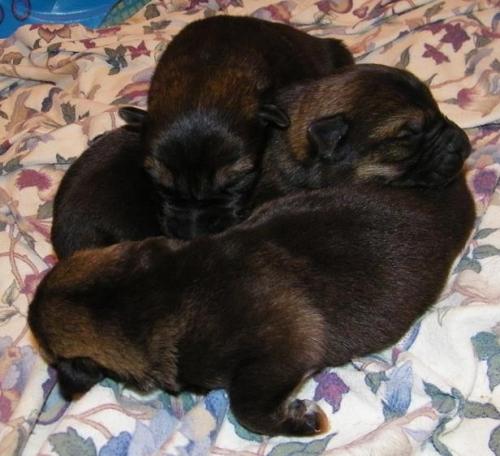 KiahThorn2-18-10-018 1