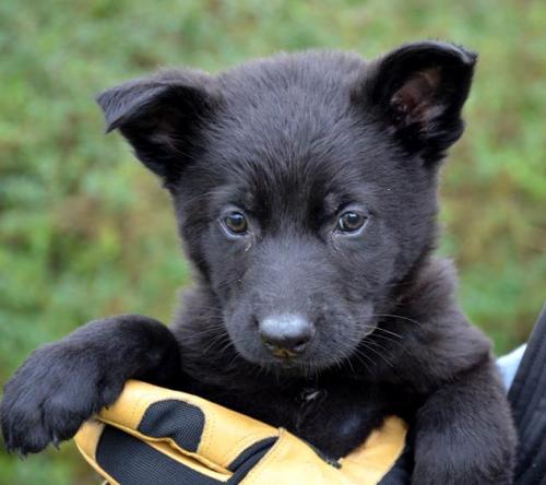 Rayan-Brownboy2-28-12-031 1