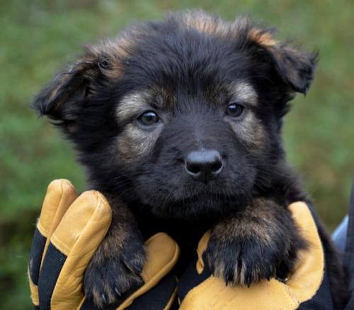 Rayan-FuzzyGirl2-28-12-043 1