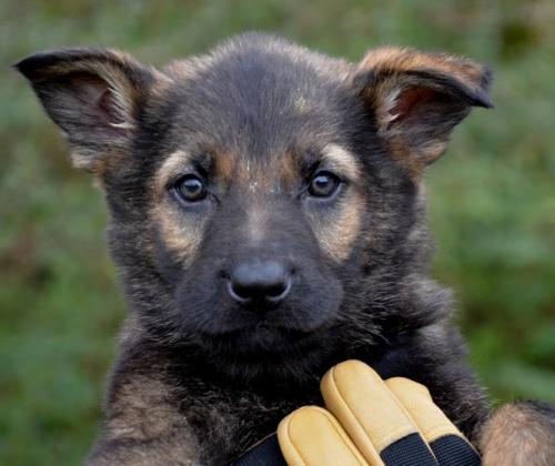 Rayan-SableGirl2-28-12-053 1