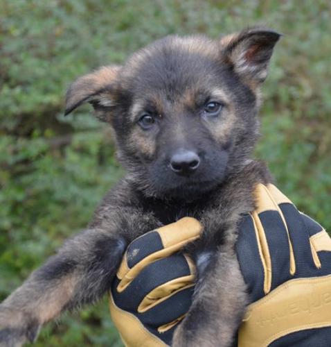 Rayan-Sableboy2-28-12-019 1