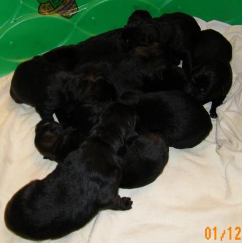 RaynaPatron1-13-11-001 (2) 1