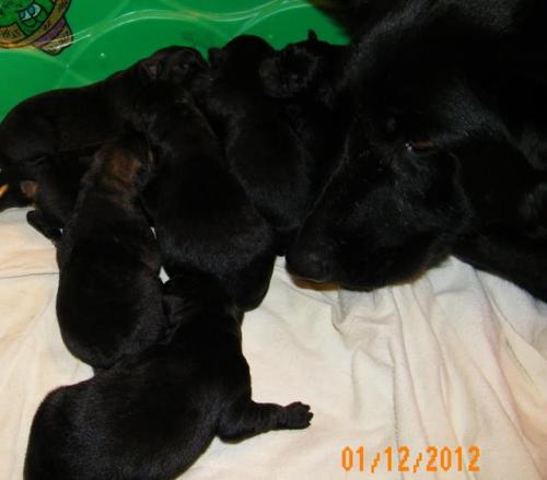 RaynaPatron1-13-11-001 (4) 1